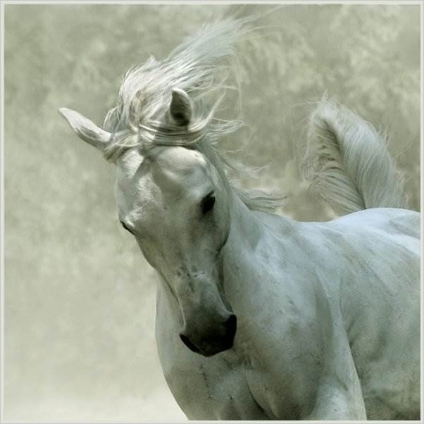 Красивые фотографии лошадей от Ronceval