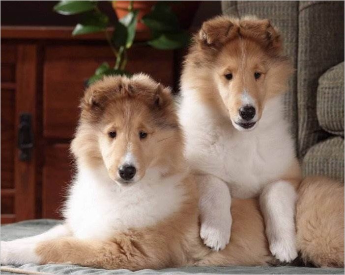 Самые красивые собаки колли (20 фото)