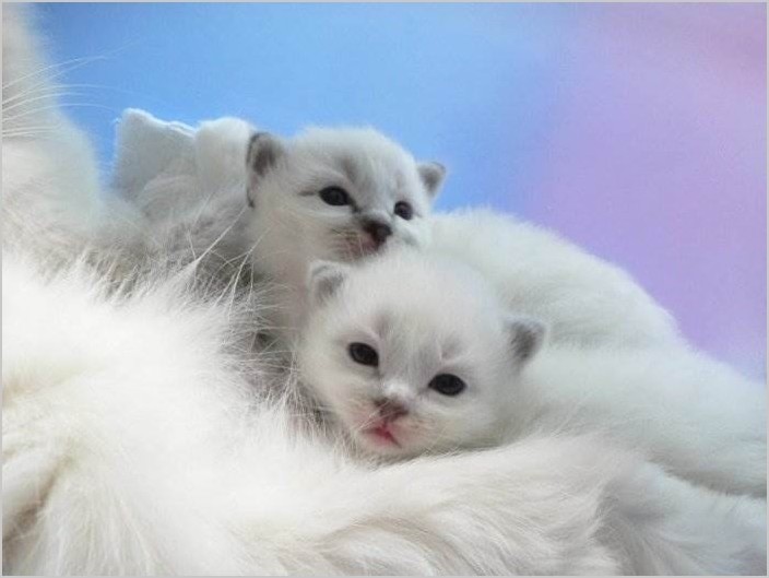 Белые кошки (16 красивых фото)