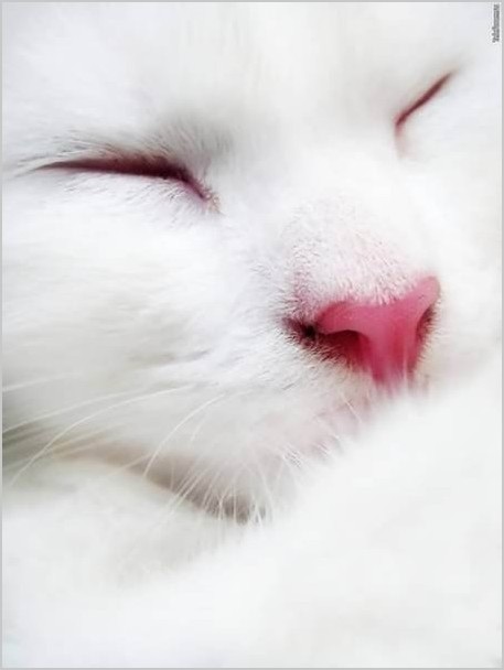 Белые кошки (16 красивых фото)