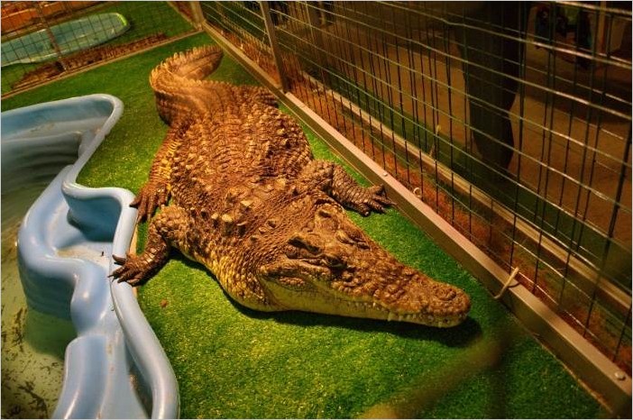 Крокодиловая ферма в Санкт-Петербурге (21 фото)