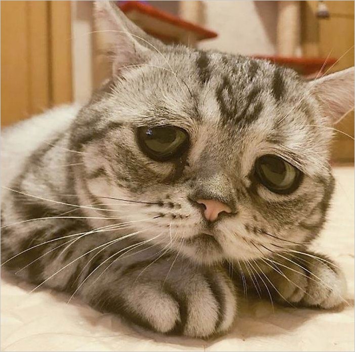 Луху — самая печальная кошка в мире фото