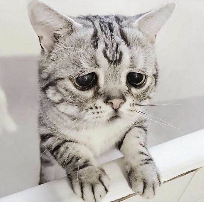 Луху — самая печальная кошка в мире фото