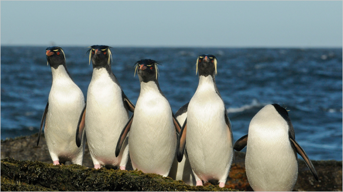 Пингвины фото