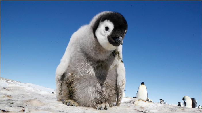 Пингвины фото