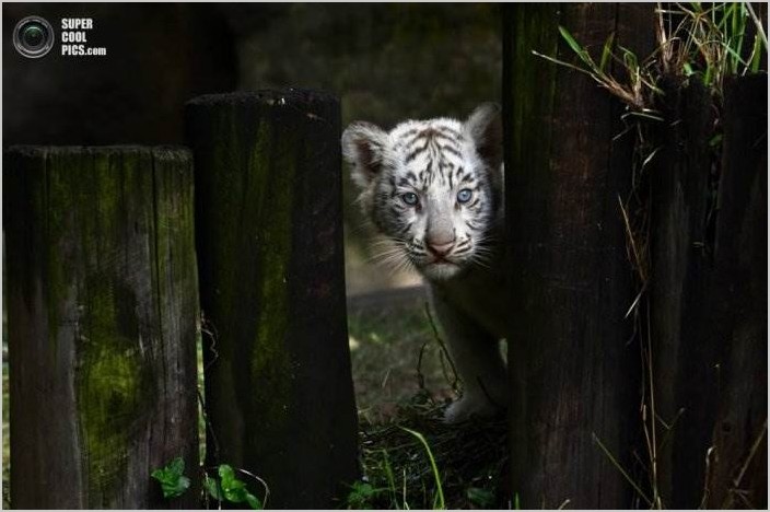 Белые тигрята фото