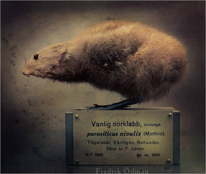 Гибриды животных от Fredrik Odman