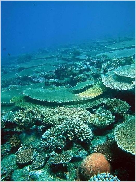 Большой Барьерный Риф фото