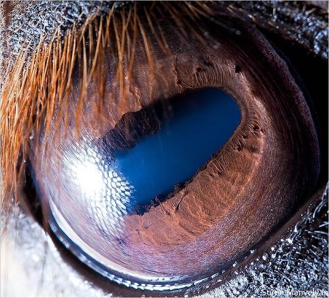 Глаза животных макрофото