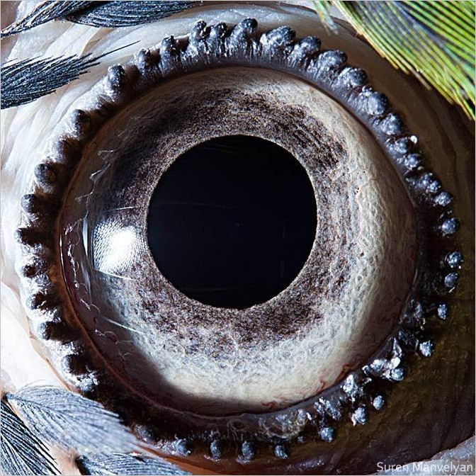 Глаза животных макрофото