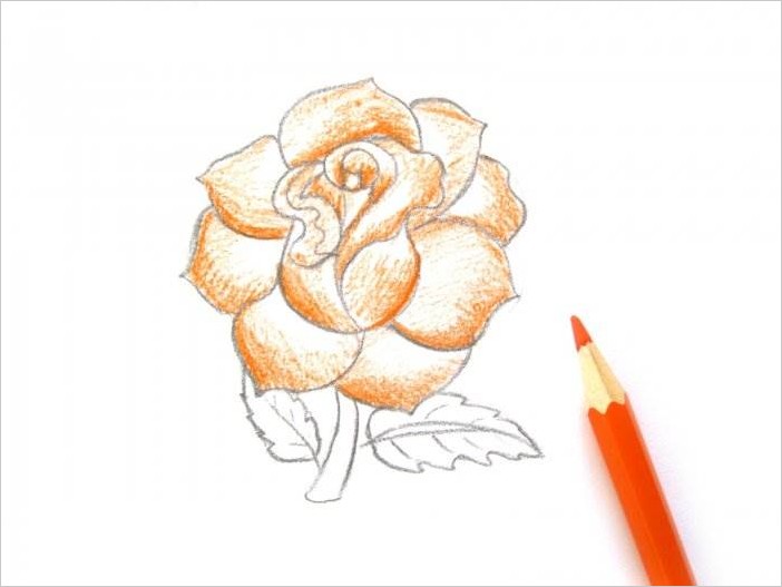 Как рисовать розу карандашом поэтапно
