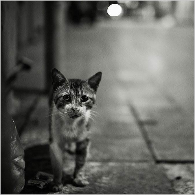 Александр Кан — кошки Стамбула