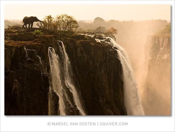 Marsel van Oosten фото дикой природы