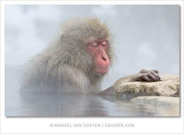 Marsel van Oosten фото дикой природы