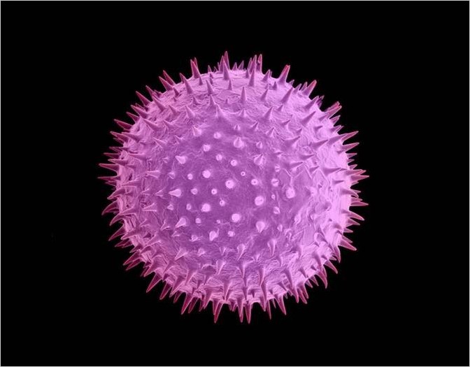 Robert Kesseler микрофотография пыльцы растений