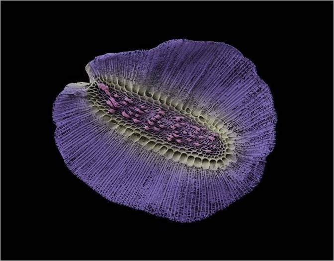 Robert Kesseler микрофотография пыльцы растений