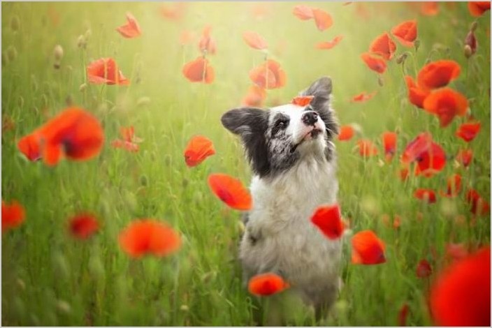 Алисия Змысловска, самые красивые фотографии собак