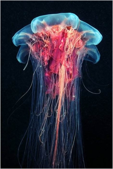 Фотограф Александр Семёнов. Jellyfish Madness