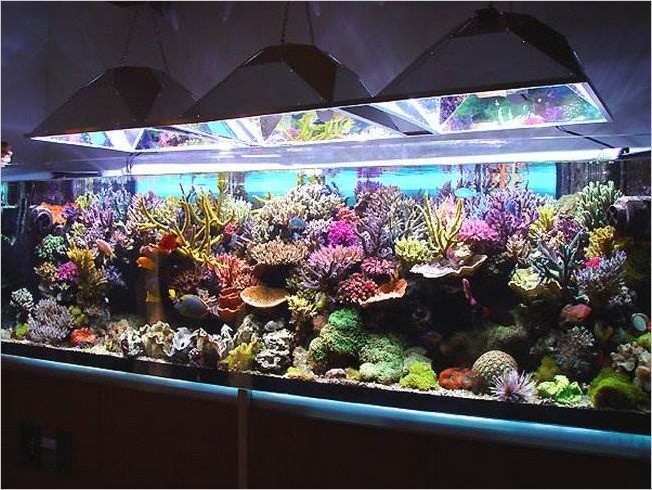 Красивые аквариумы фото