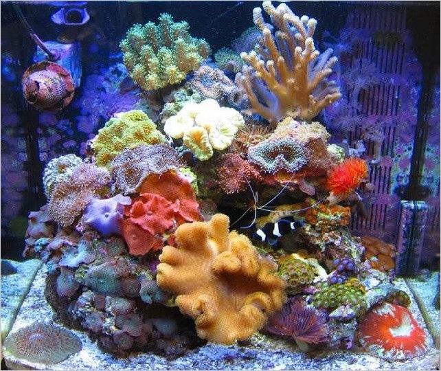 Красивые аквариумы фото