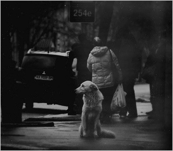 Бездомные животные. Фото Глазунов Николай