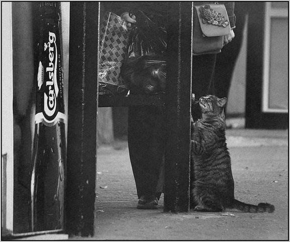 Бездомные животные. Фото Глазунов Николай