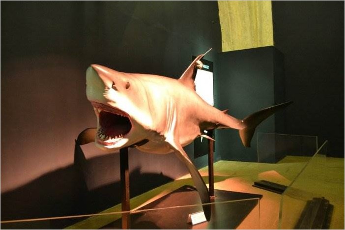 Мир акул. Глубокое погружение. Выставка в Петербурге