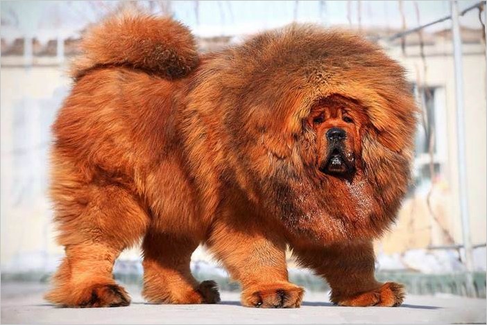 Самые большие породы собак в мире фото