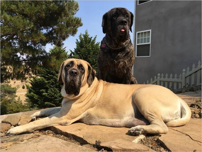 Самые большие породы собак в мире фото