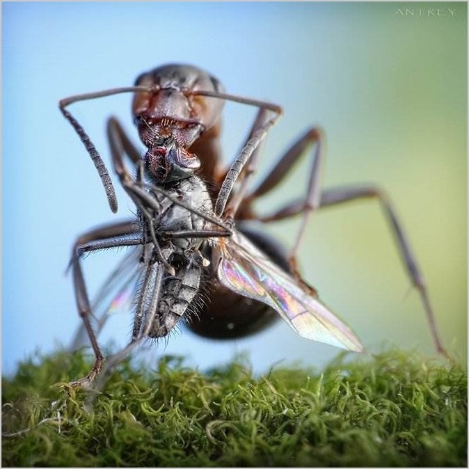 Андрей Павлов муравьи