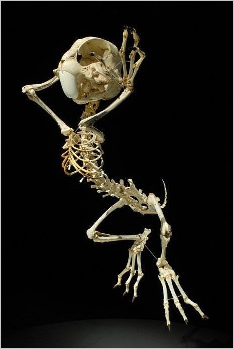 Animatus или скелеты мультяшек корейского скульптора Hyungkoo Lee