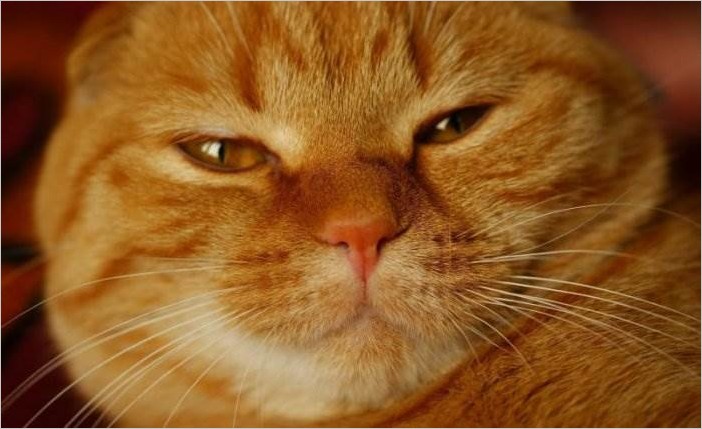 Самые красивые рыжие кошки (20 фото)