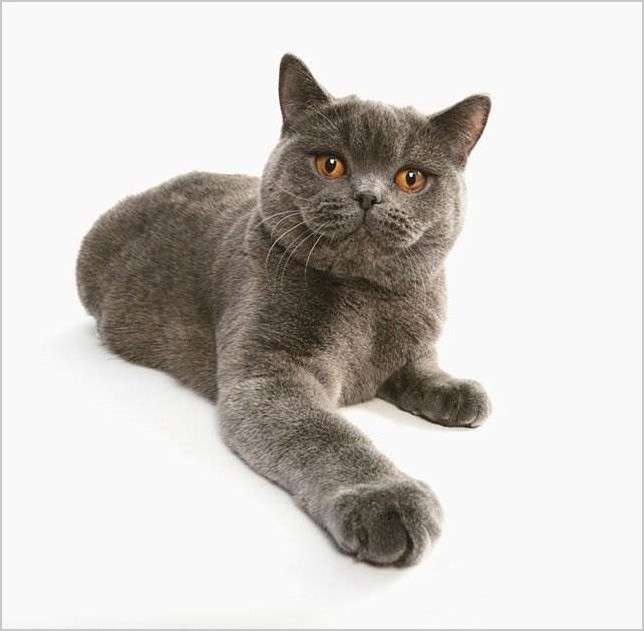Британская короткошёрстная кошка фото