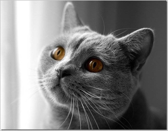 Британская короткошёрстная кошка фото