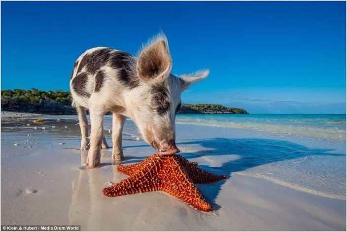 Дикие свиньи на Багамах