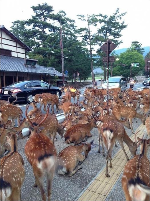 Олени японского города Нара
