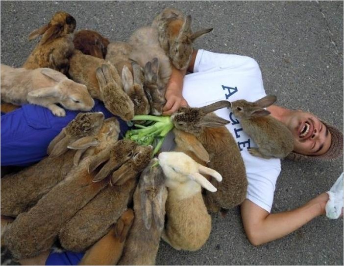 Остров кроликов Окуносима в Японии