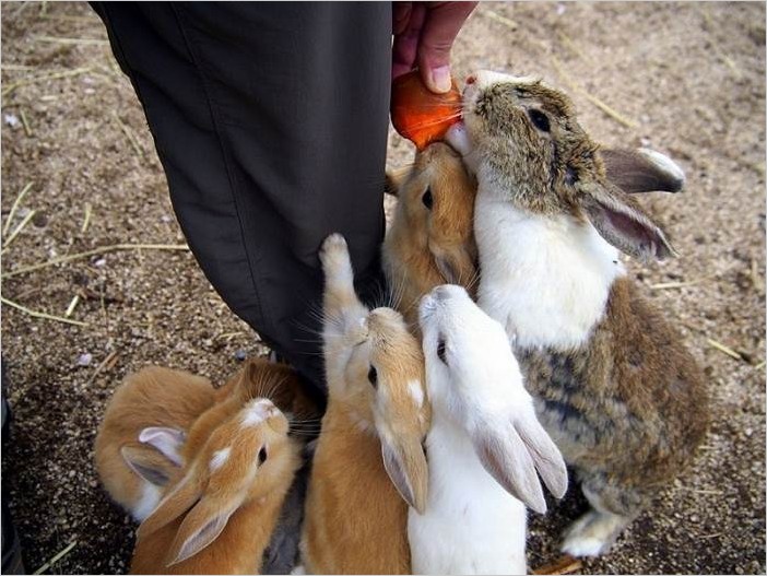 Остров кроликов Окуносима в Японии