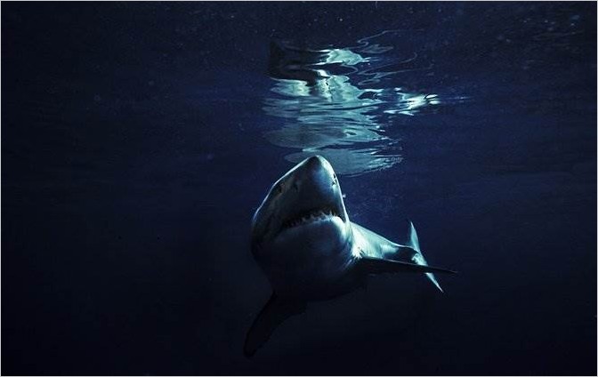 Michael Muller фото акул