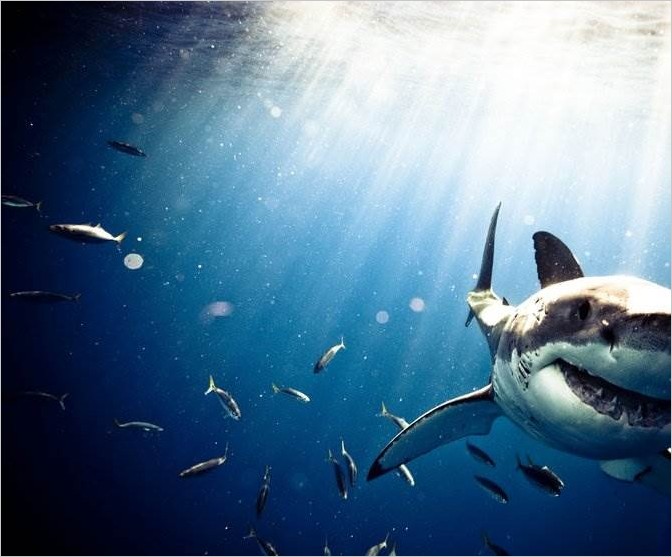Michael Muller фото акул