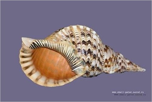 Морские раковины (40 фото)