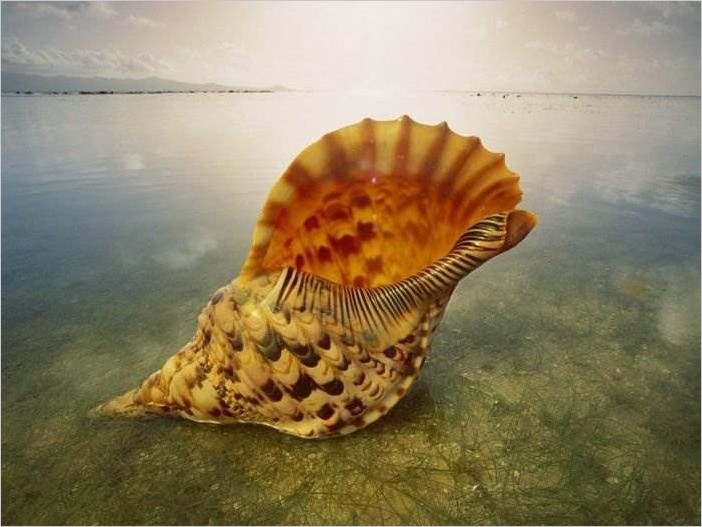 Морские раковины (40 фото)