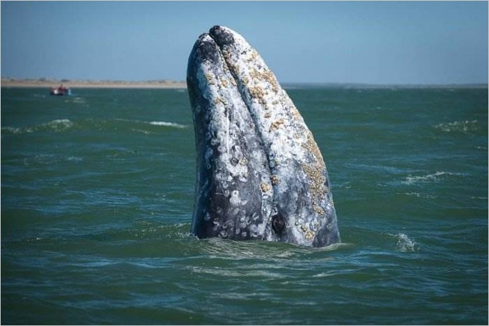 Серый кит — друг человека