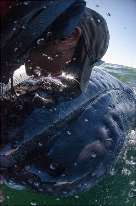 Серый кит — друг человека