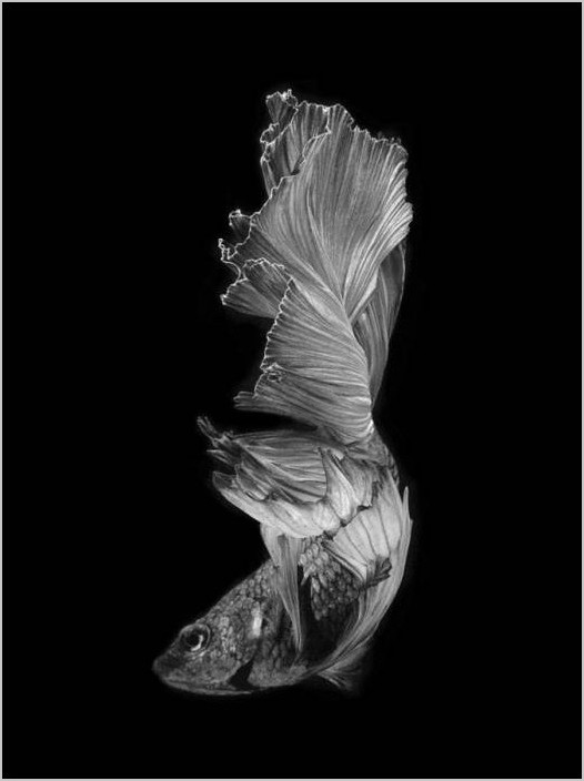 Бойцовые рыбки — фотограф Visarute Angkatavanich