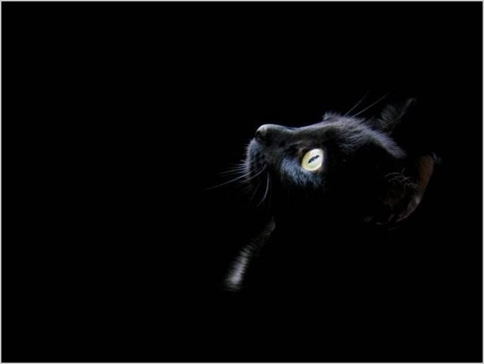 Чёрные кошки (18 красивых фото)