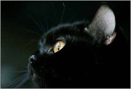 Чёрные кошки (18 красивых фото)