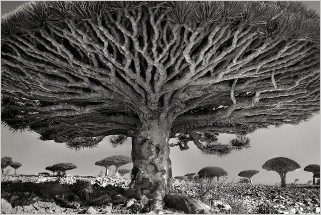 «Древние деревья: портреты времени» фотограф Бет Мун (Beth Moon)
