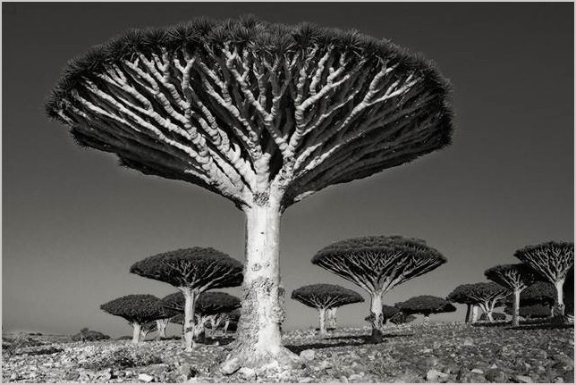 «Древние деревья: портреты времени» фотограф Бет Мун (Beth Moon)