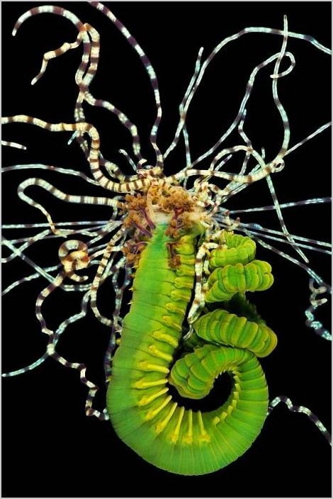Фотограф Александр Семёнов — Морские черви